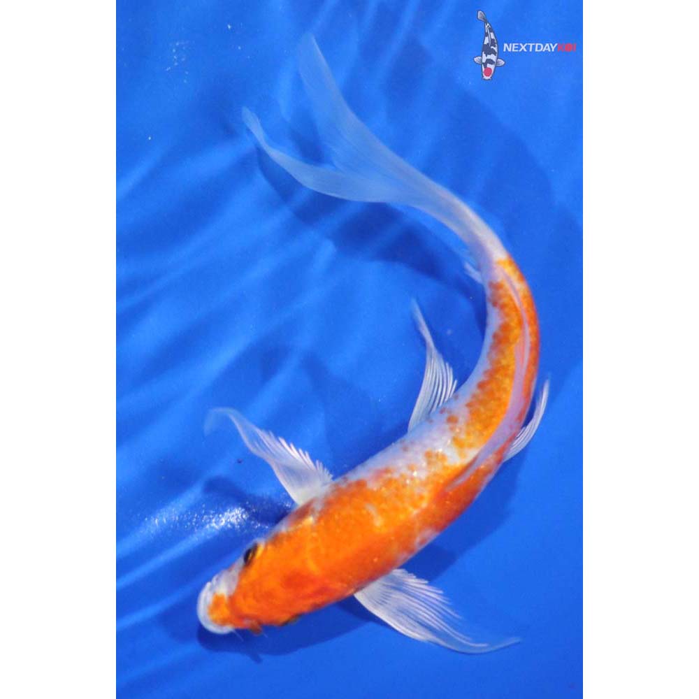 6” Imported Hariwake Butterfly Koi