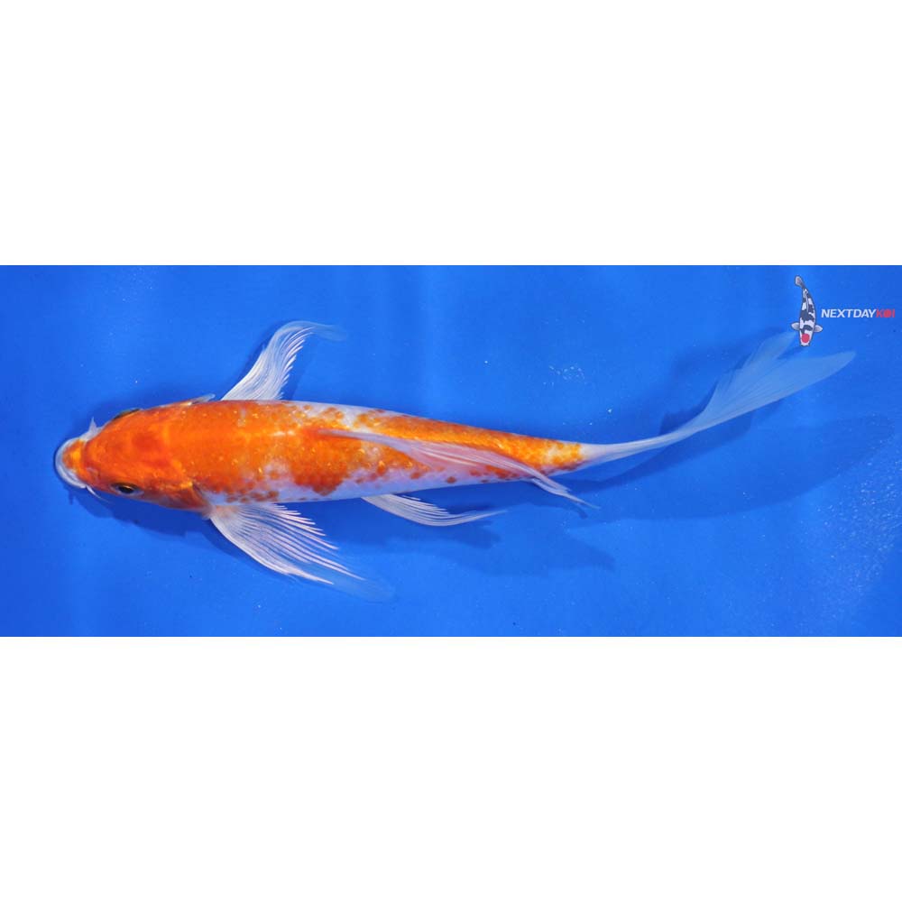 6” Imported Hariwake Butterfly Koi