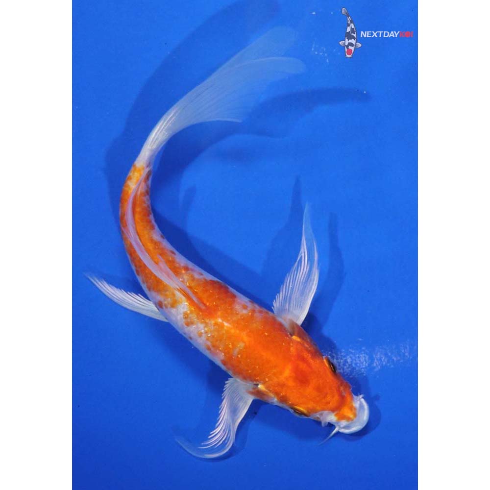6” Imported Hariwake Butterfly Koi