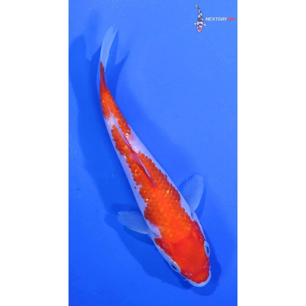5” Imported Gin Rin Kohaku