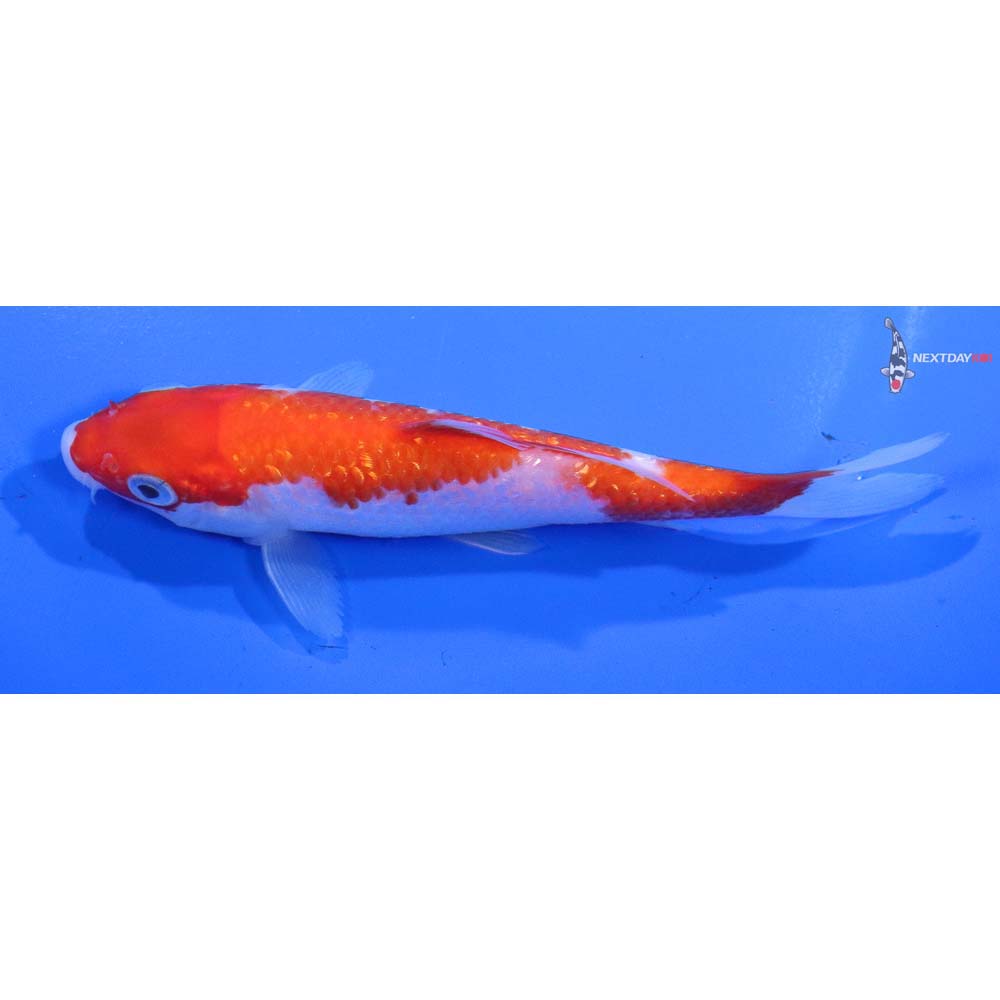 5” Imported Gin Rin Kohaku