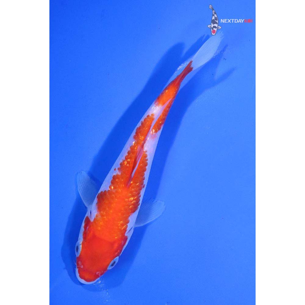 5” Imported Gin Rin Kohaku