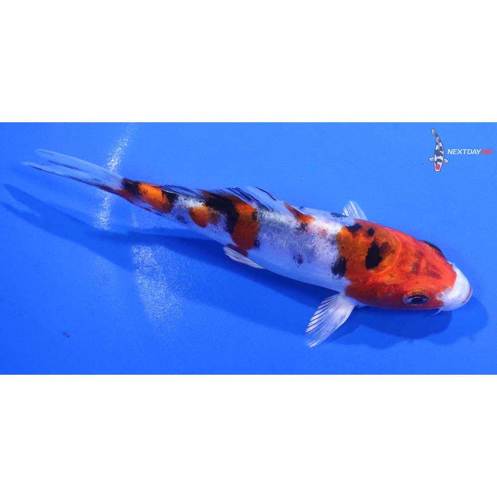 5” Imported Heisei Nishiki