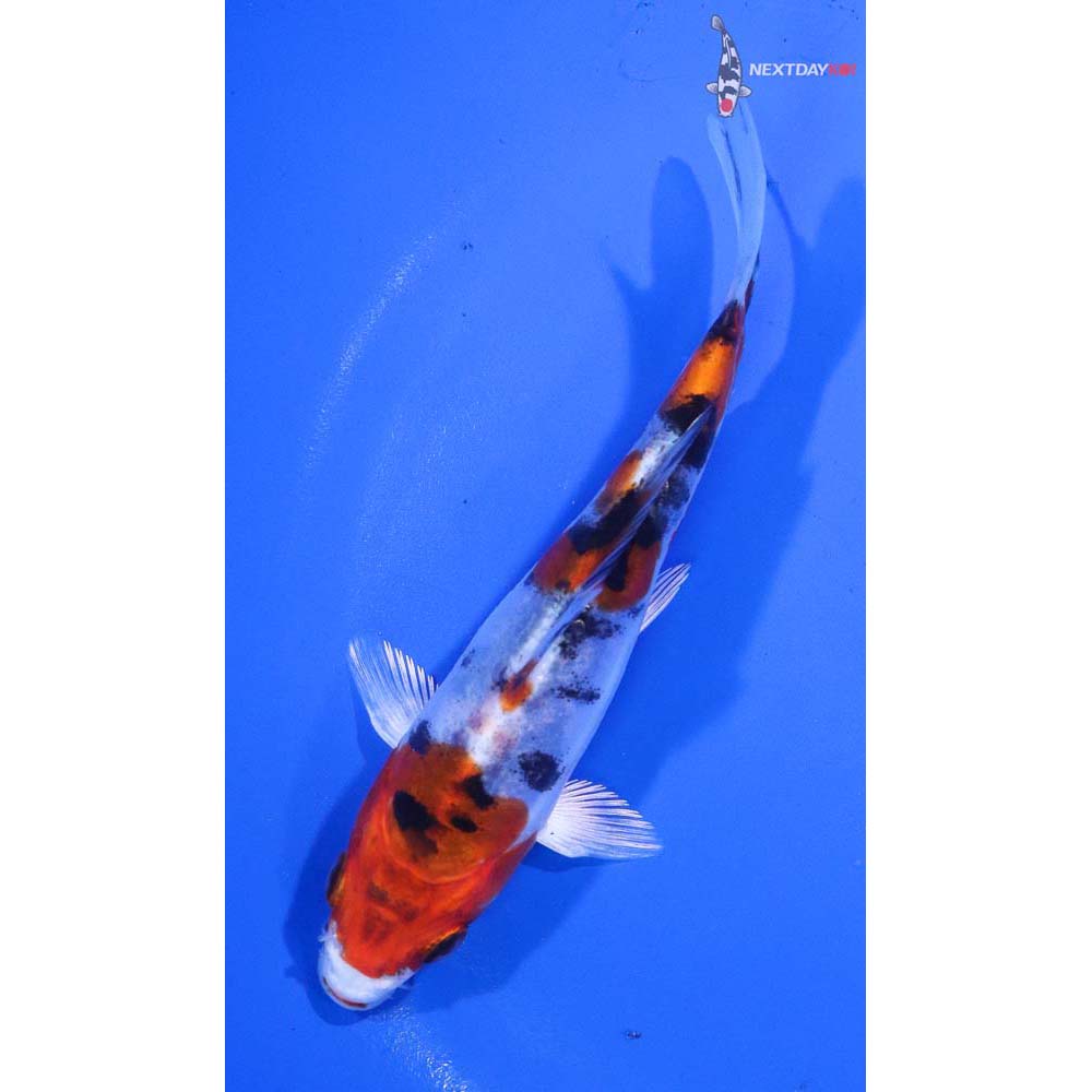 5” Imported Heisei Nishiki