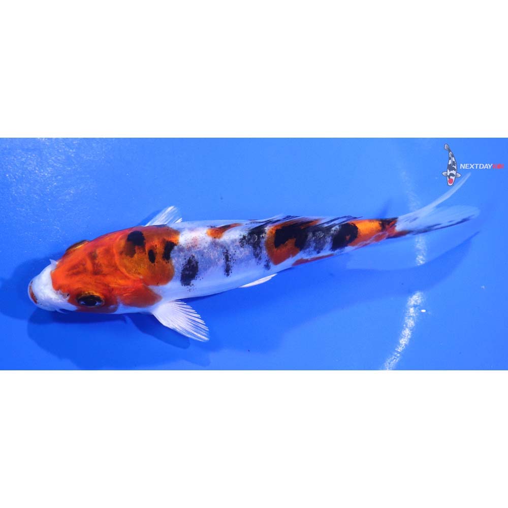 5” Imported Heisei Nishiki