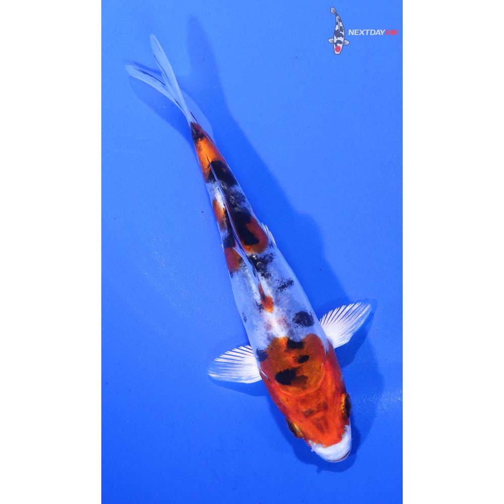 5” Imported Heisei Nishiki