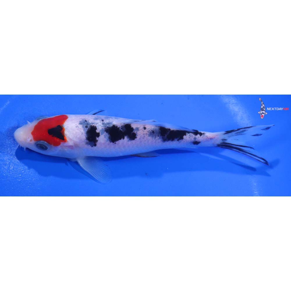 5.5” Imported Sanke