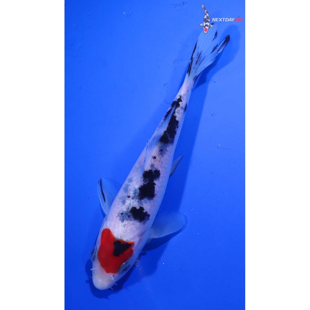 5.5” Imported Sanke