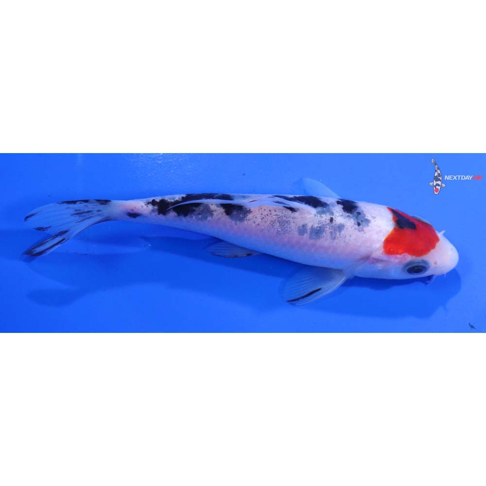 5.5” Imported Sanke