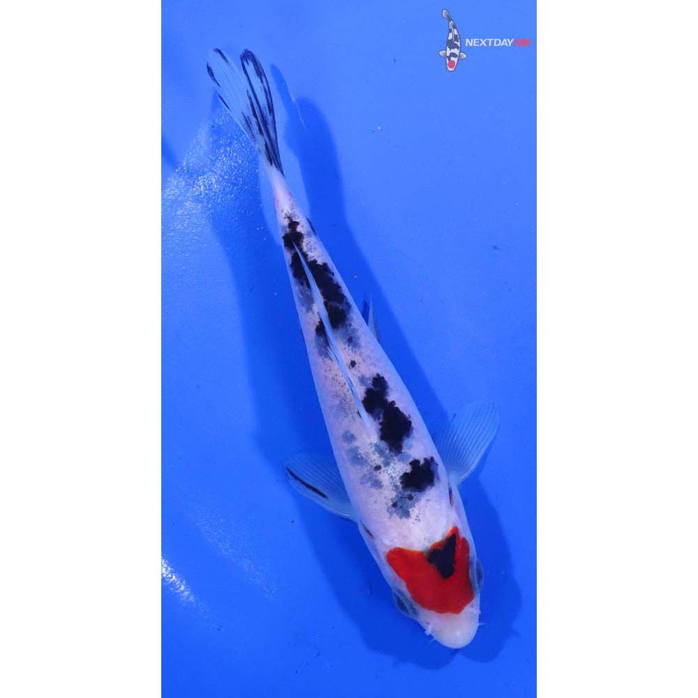 5.5” Imported Sanke