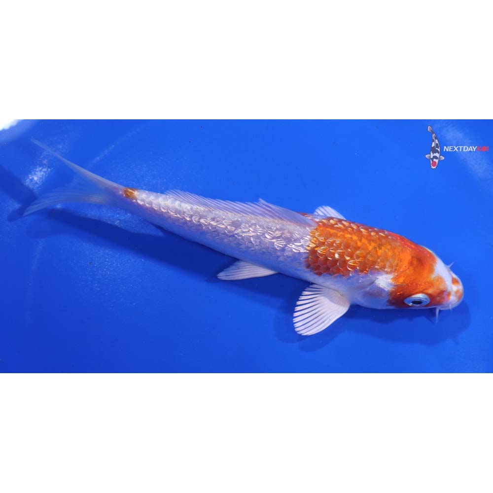 5.5” Imported Gin Rin Hariwake