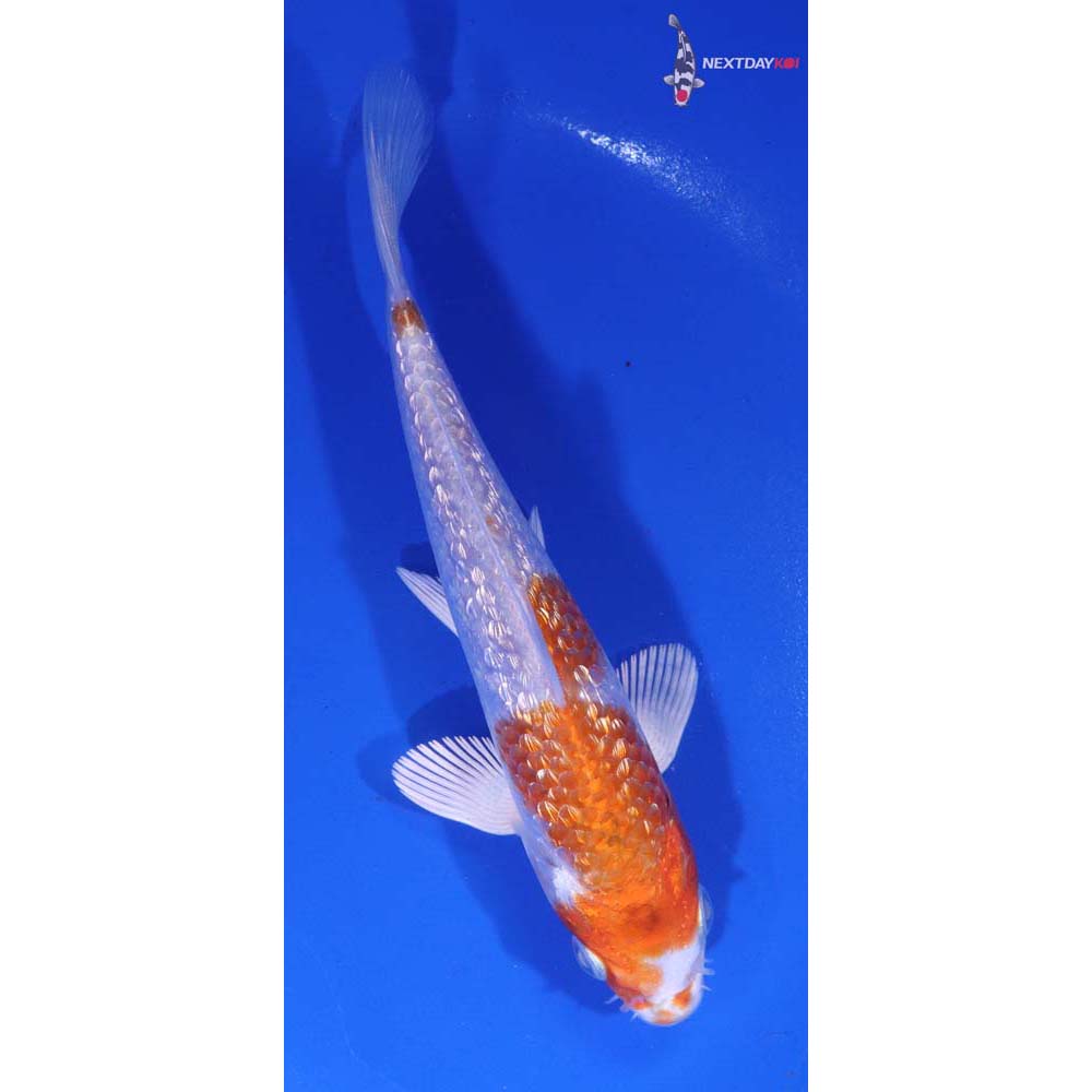 5.5” Imported Gin Rin Hariwake