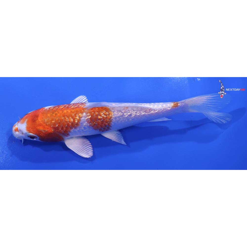 5.5” Imported Gin Rin Hariwake