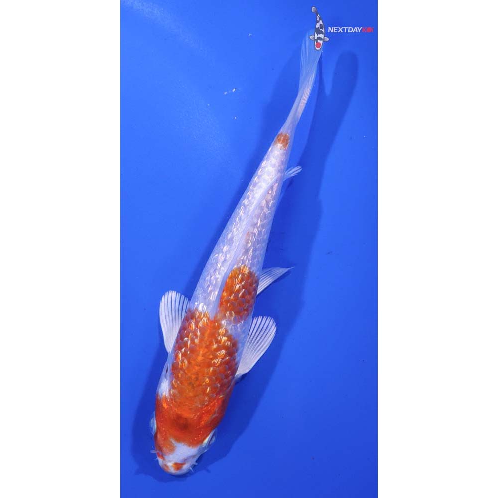 5.5” Imported Gin Rin Hariwake