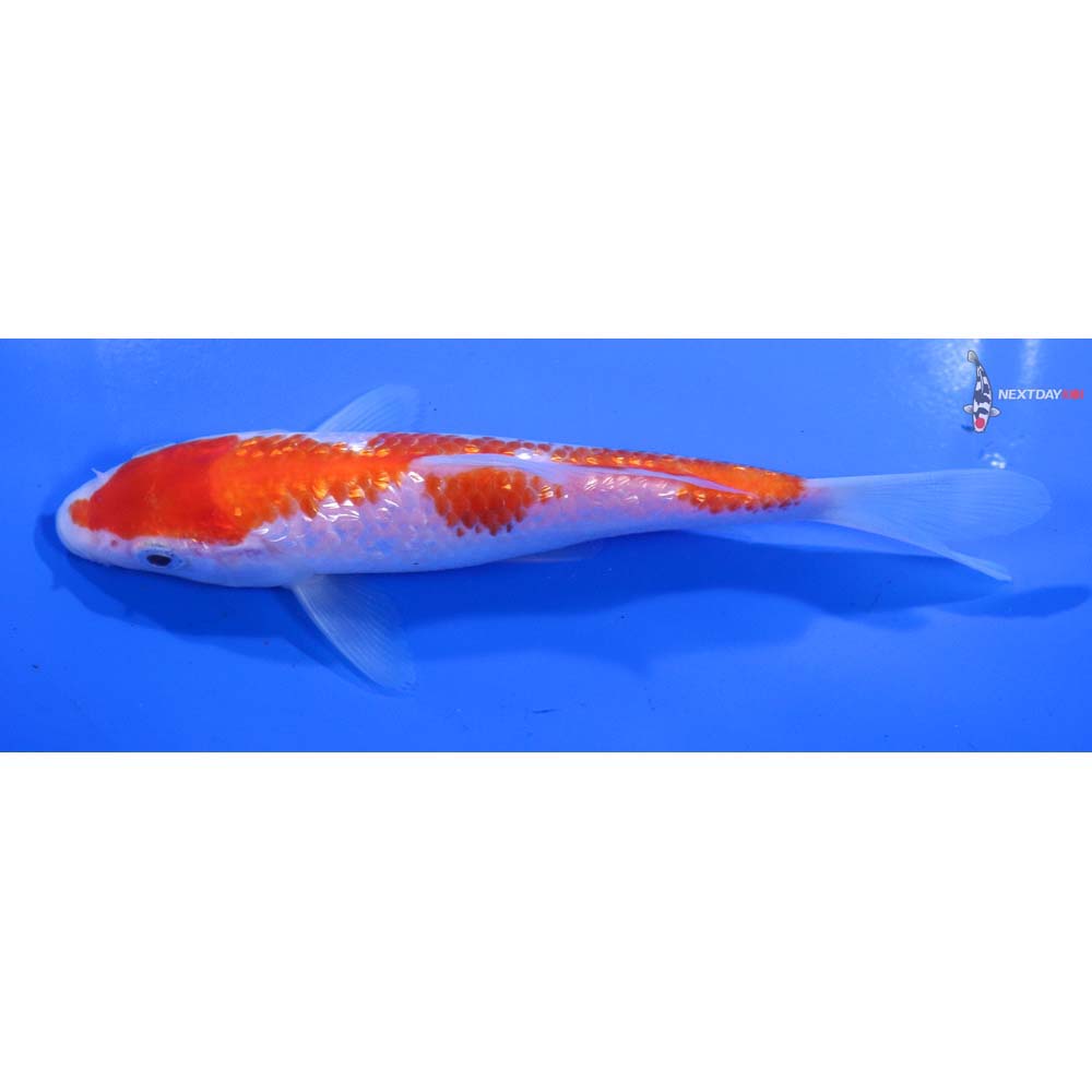 6” Imported Gin Rin Kohaku