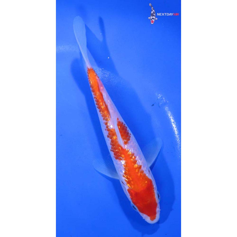 6” Imported Gin Rin Kohaku