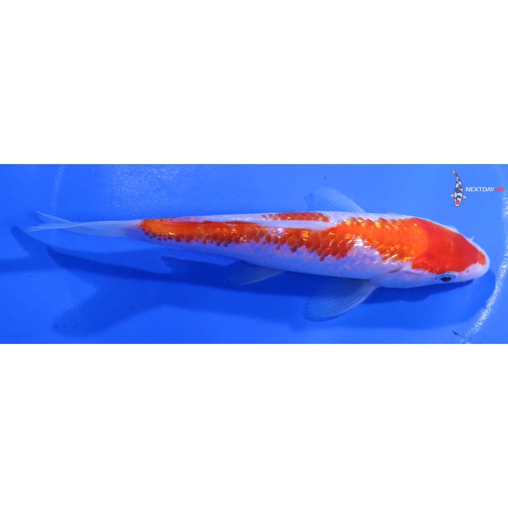 6” Imported Gin Rin Kohaku