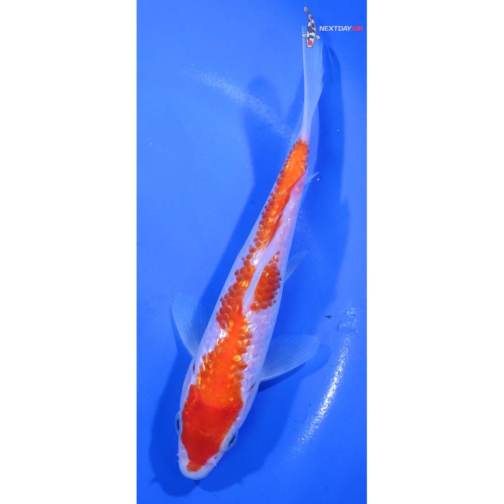6” Imported Gin Rin Kohaku