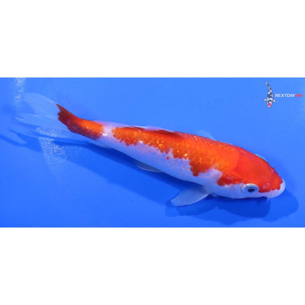 5” Imported Gin Rin Kohaku