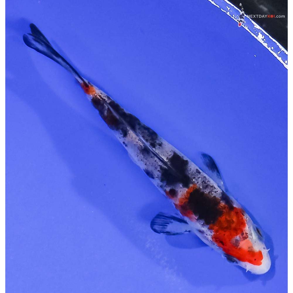4” Imported Sanke