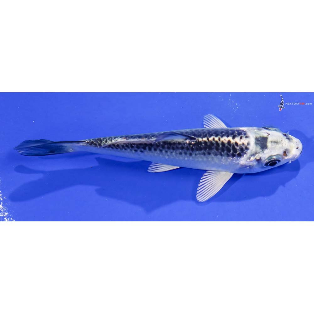 4” Imported Gin Matsuba