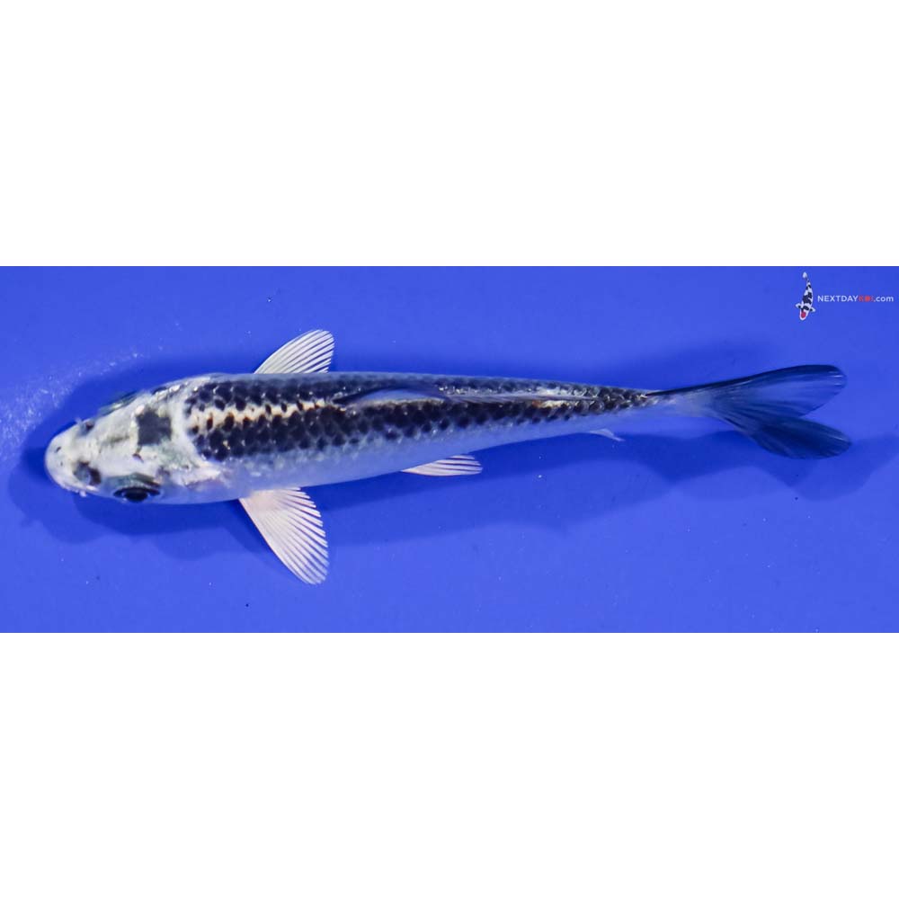 4” Imported Gin Matsuba