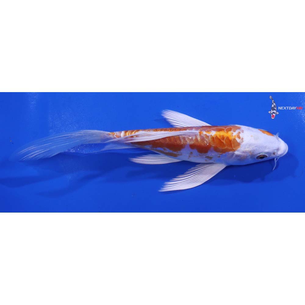 5.5” Imported Kikusui Butterfly Koi