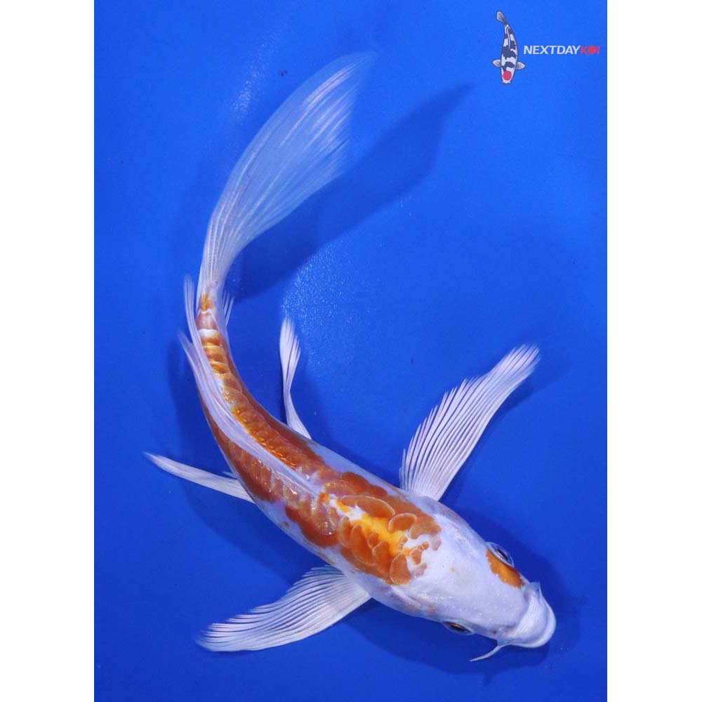 5.5” Imported Kikusui Butterfly Koi