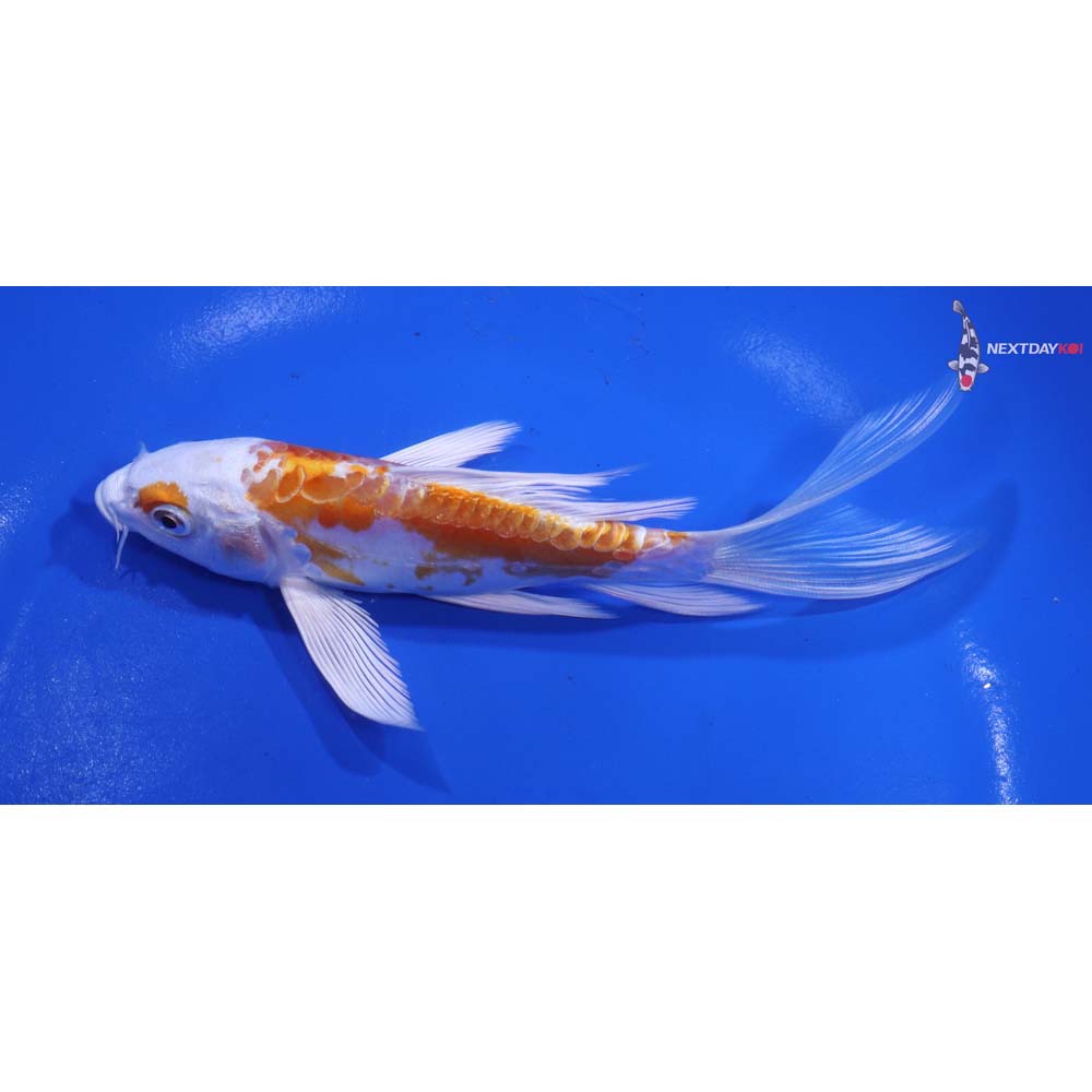 5.5” Imported Kikusui Butterfly Koi