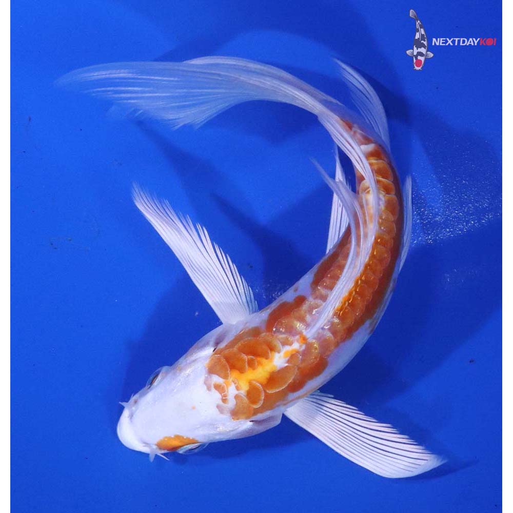 5.5” Imported Kikusui Butterfly Koi