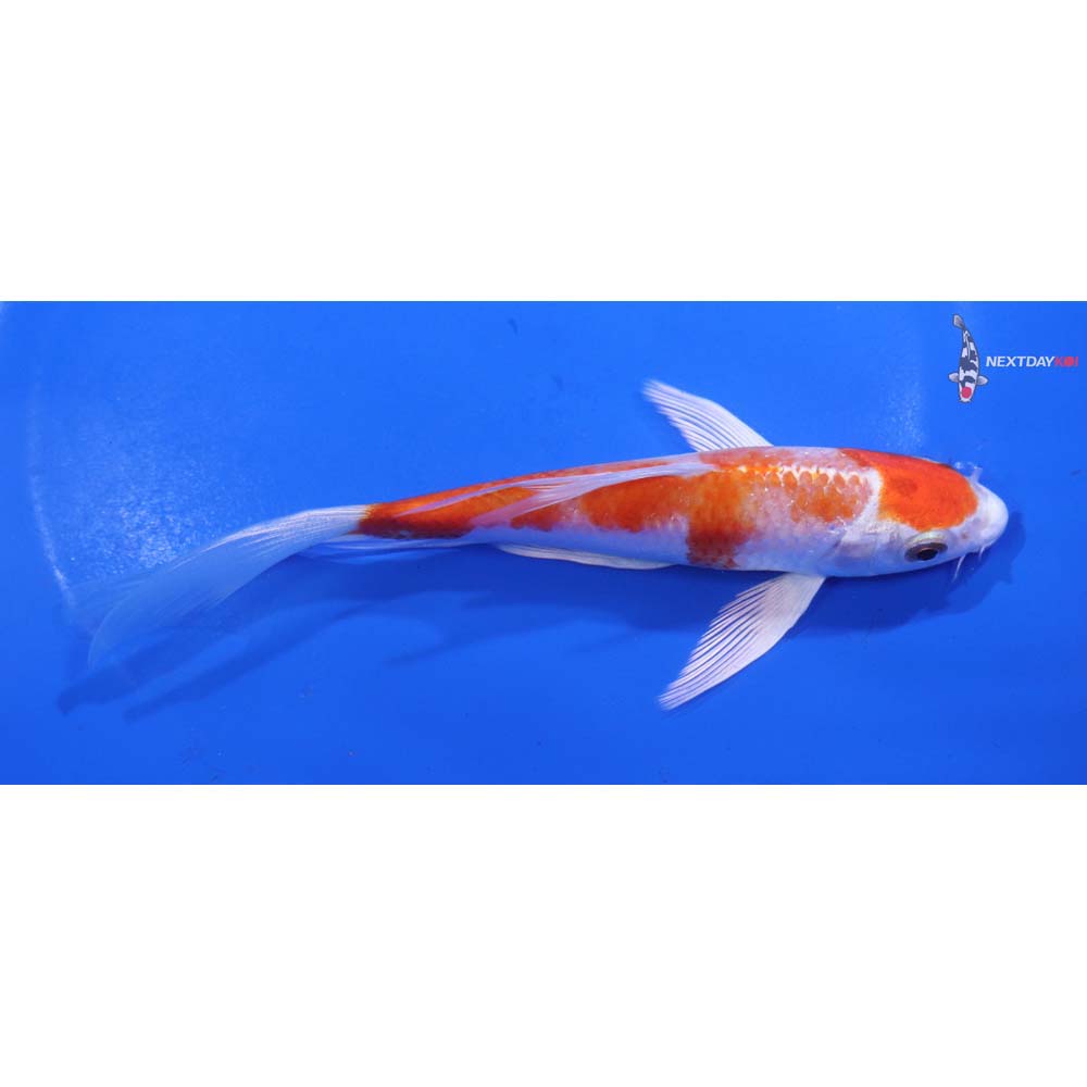 6” Imported Hariwake Butterfly Koi