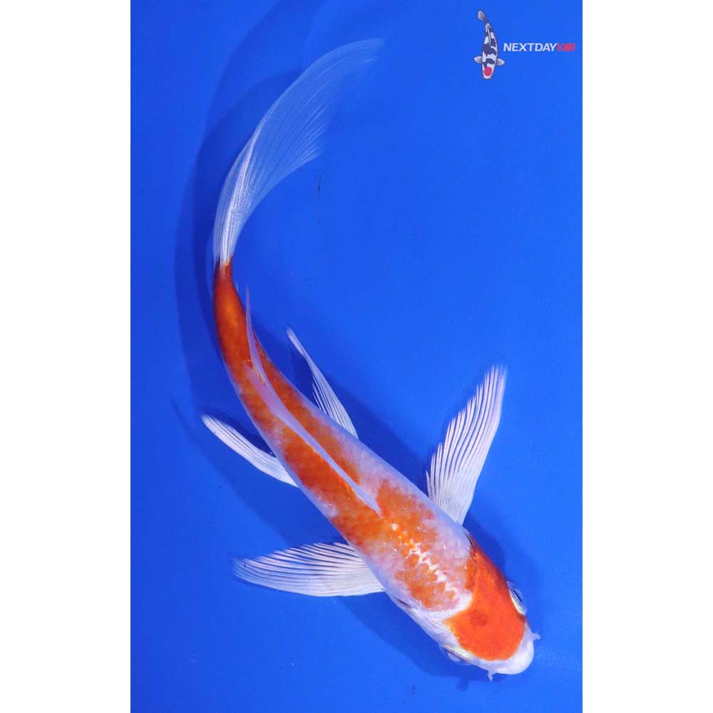 6” Imported Hariwake Butterfly Koi
