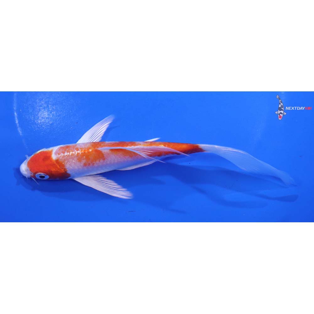 6” Imported Hariwake Butterfly Koi