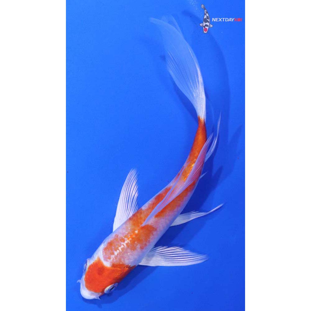 6” Imported Hariwake Butterfly Koi