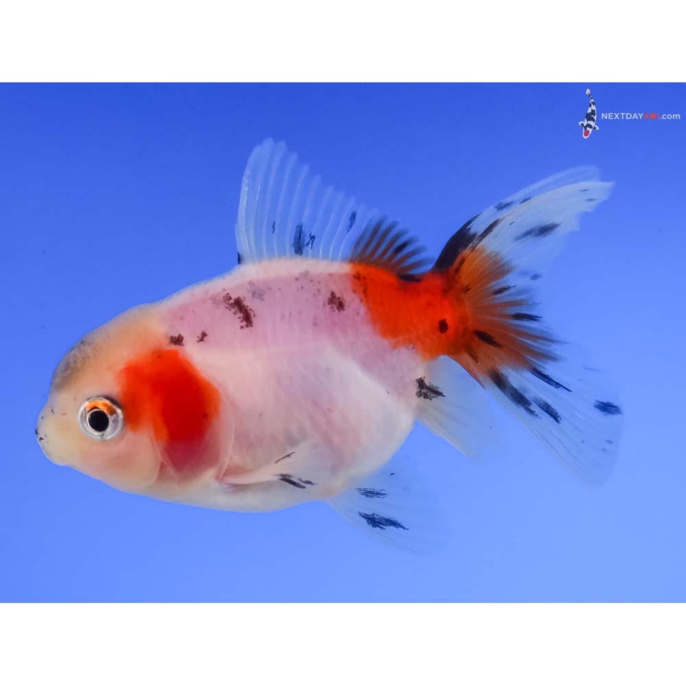 3” Imported Calico Oranda