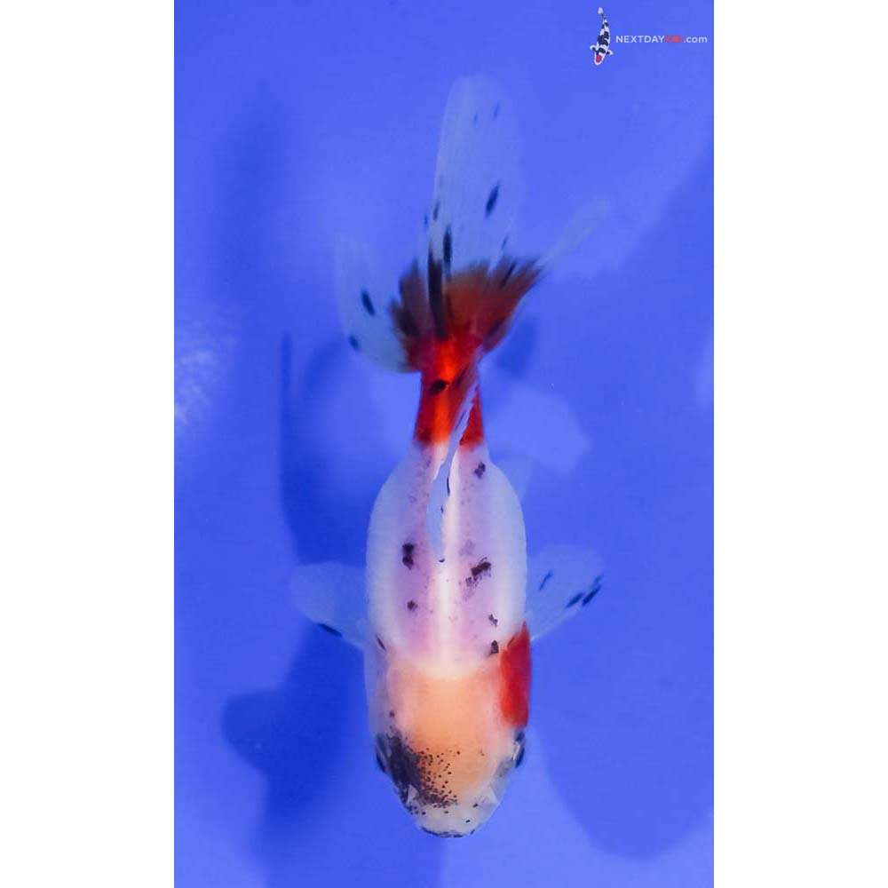 3” Imported Calico Oranda