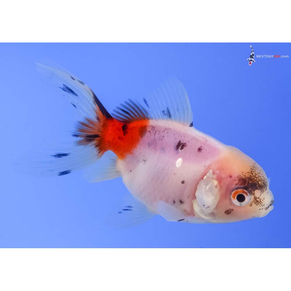 3” Imported Calico Oranda