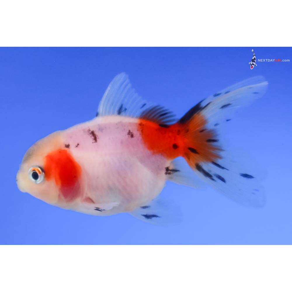 3” Imported Calico Oranda