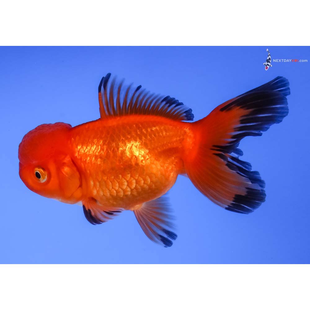 3.5” Imported Red and Black Oranda