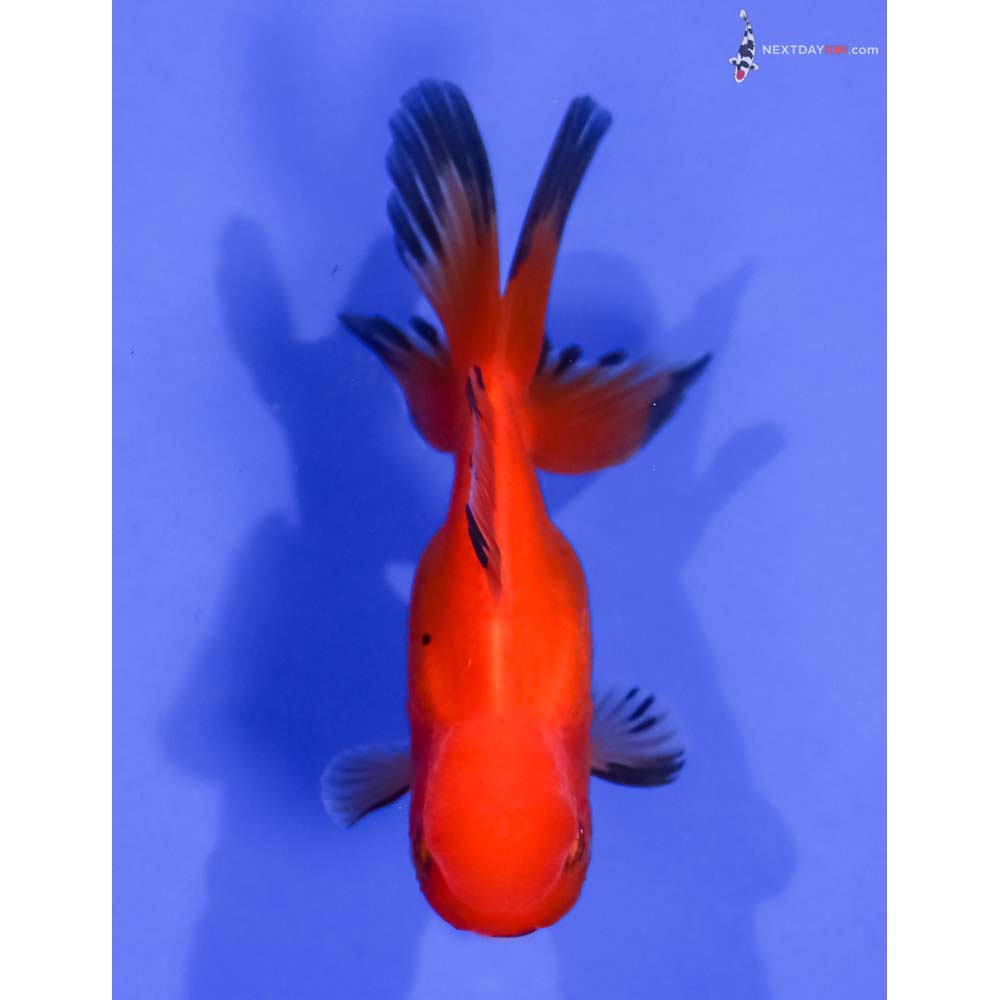 3.5” Imported Red and Black Oranda