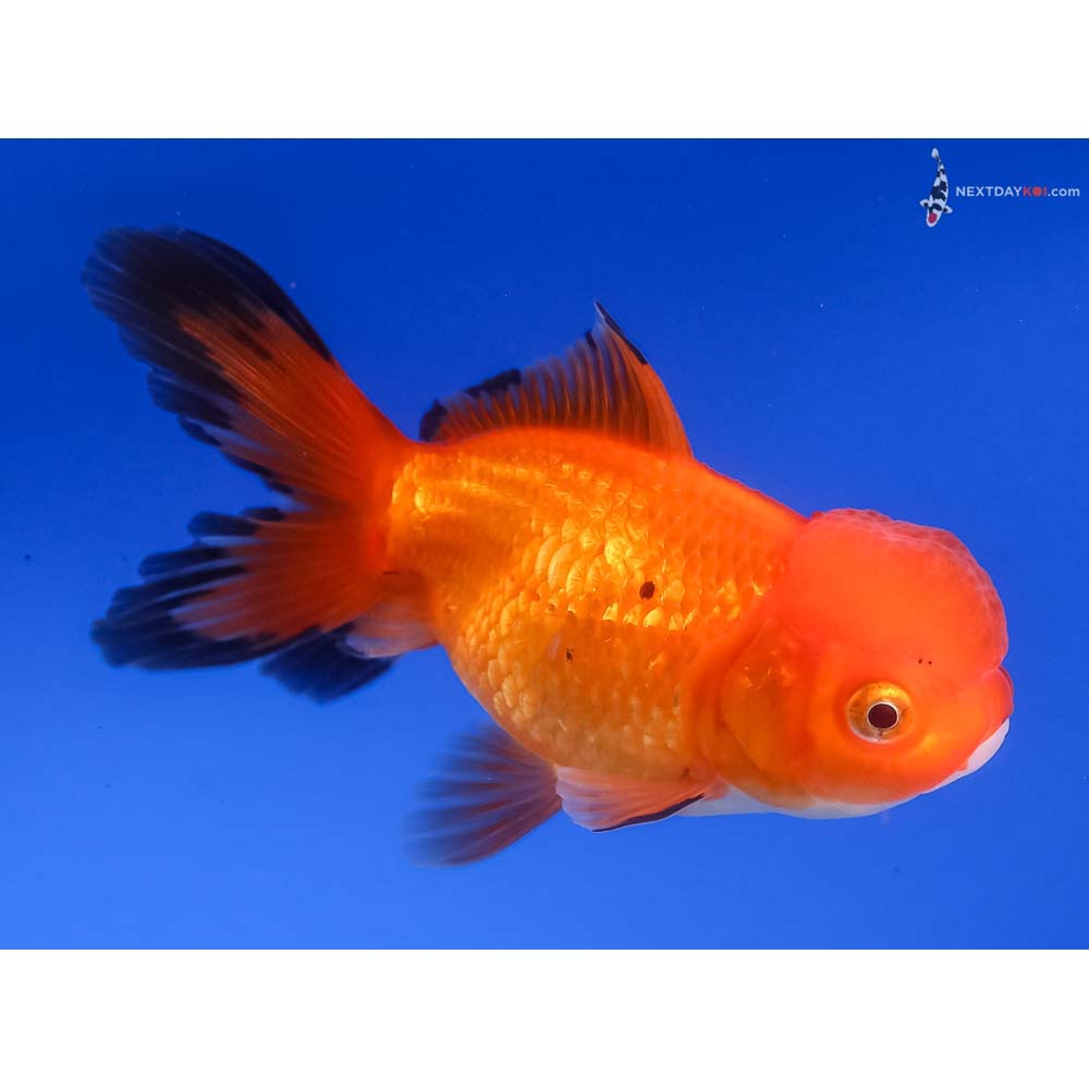 3.5” Imported Red and Black Oranda