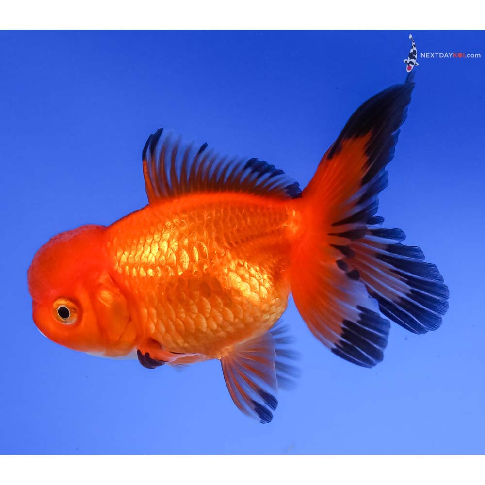 3.5” Imported Red and Black Oranda