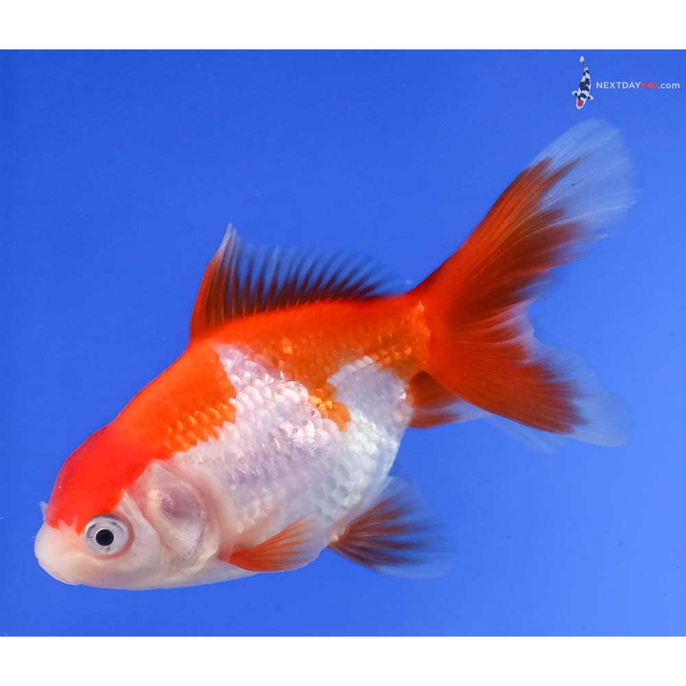 3.5” Imported Red and White Oranda