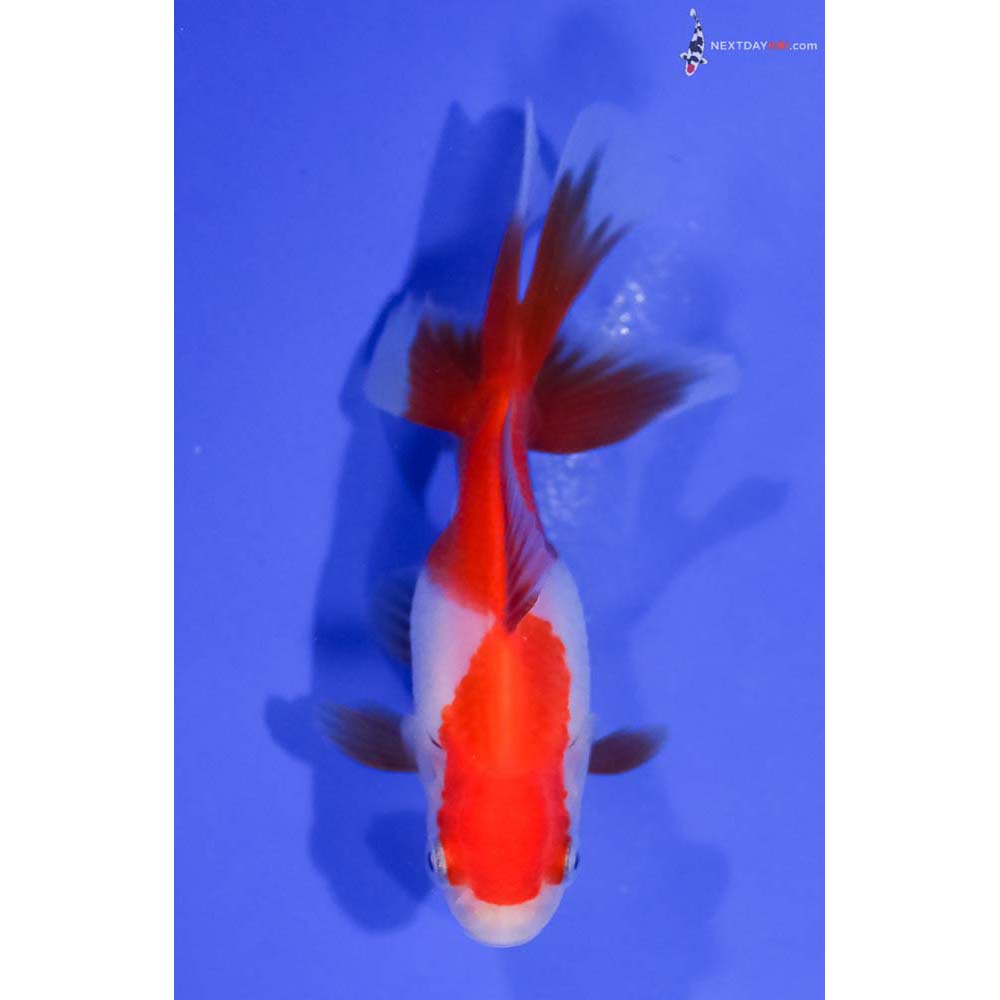 3.5” Imported Red and White Oranda