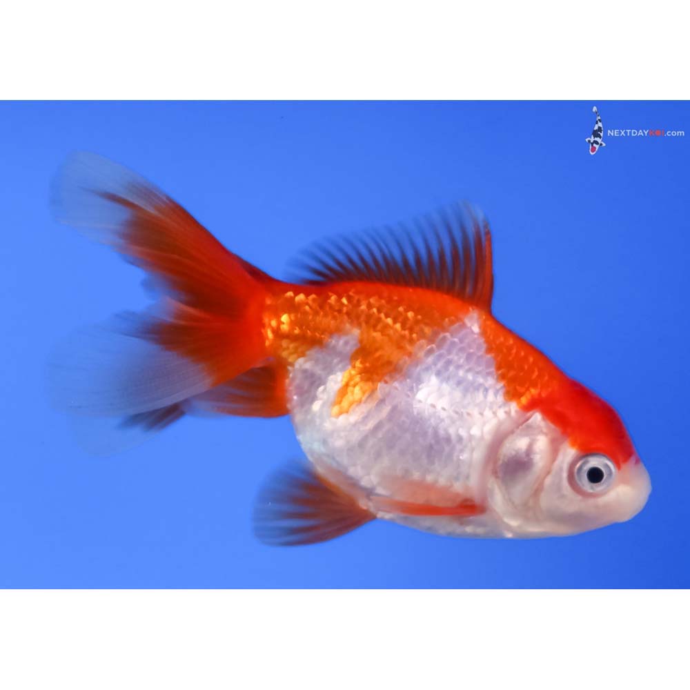 3.5” Imported Red and White Oranda