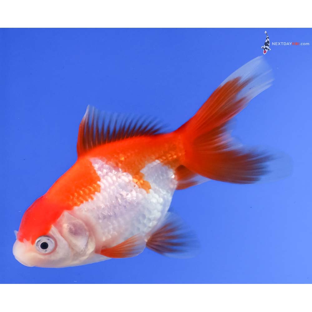 3.5” Imported Red and White Oranda