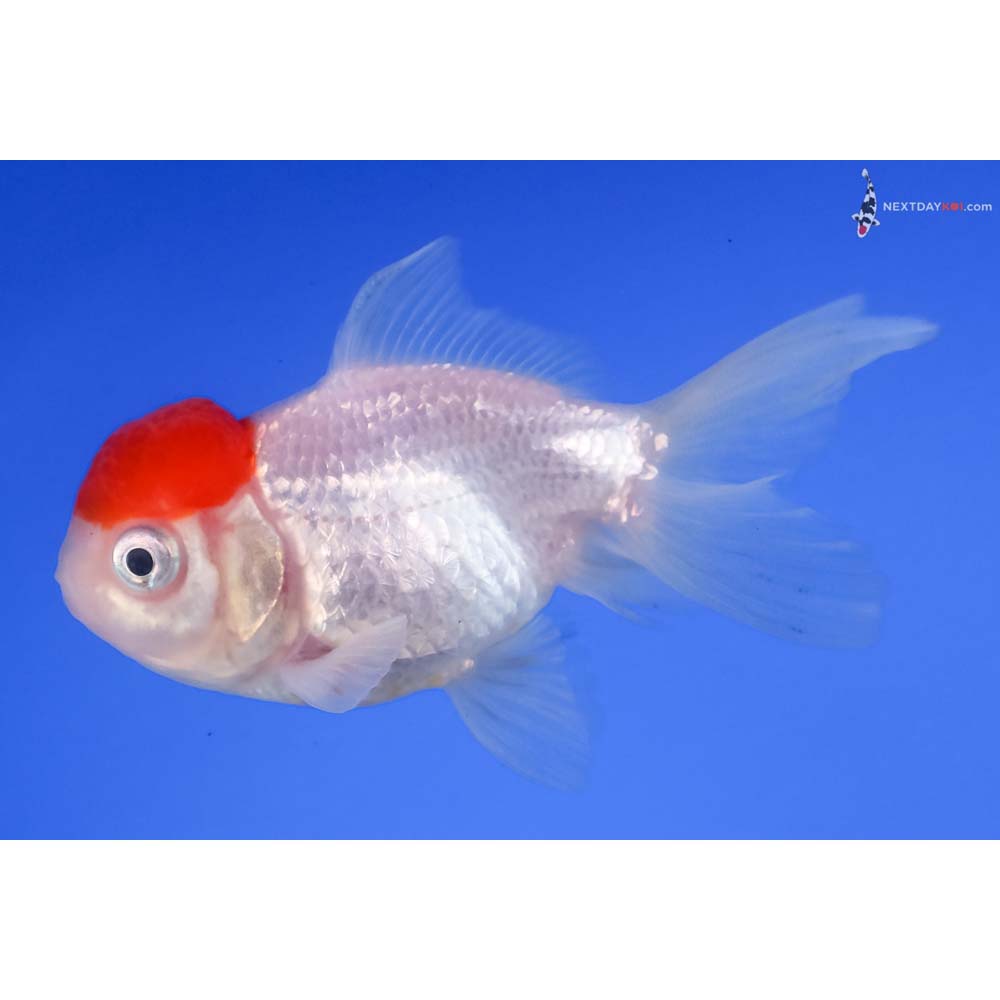 3” Imported Redcap Oranda