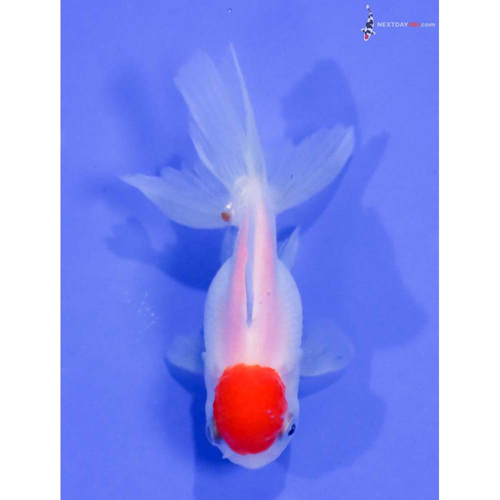3” Imported Redcap Oranda