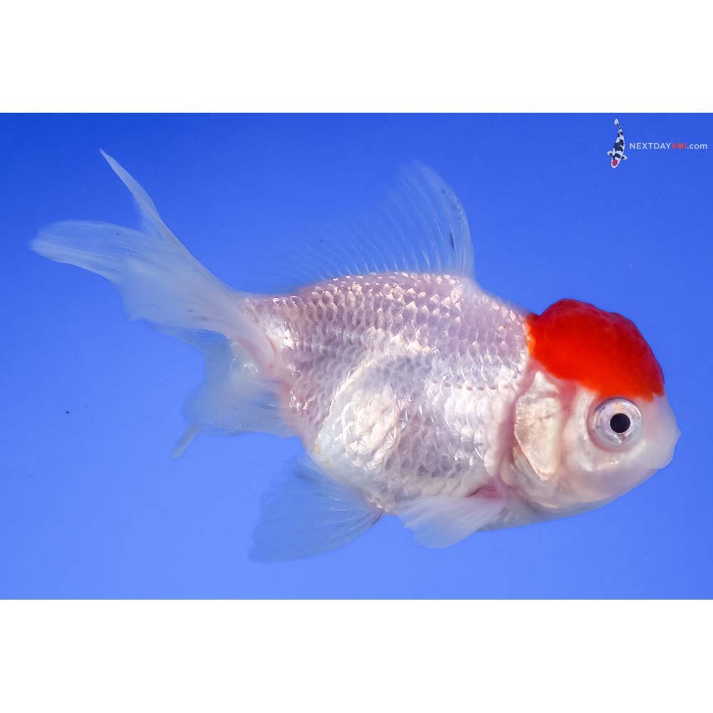 3” Imported Redcap Oranda