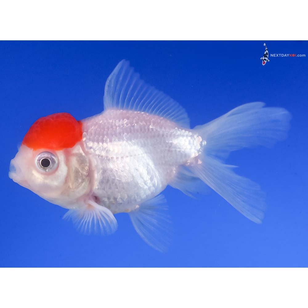 3” Imported Redcap Oranda